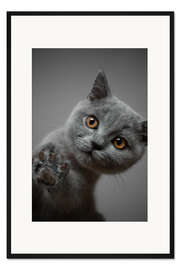 Gerahmter Kunstdruck Britisch Kurzhaar Pfötchen