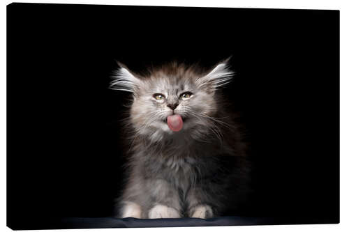 Canvas print Long-haired cat sticks out its tongue