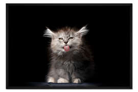 Gerahmter Kunstdruck Langhaarkatze streckt die Zunge raus