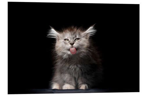 Foam board print Long-haired cat sticks out its tongue