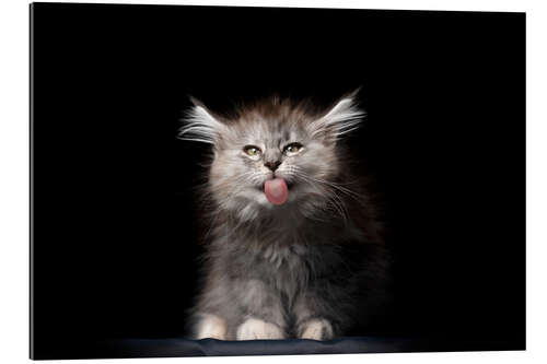 Gallery print Long-haired cat sticks out its tongue