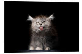 Magnettafel Langhaarkatze streckt die Zunge raus