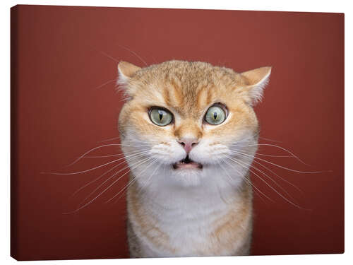 Tableau sur toile Confused cat raises an eyebrow