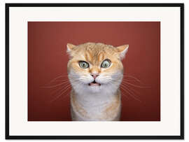 Gerahmter Kunstdruck Verwirrte Katze zieht Augenbraue hoch