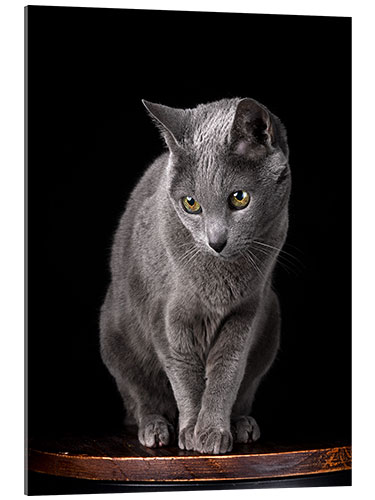 Akrylglastavla Russian blue curious