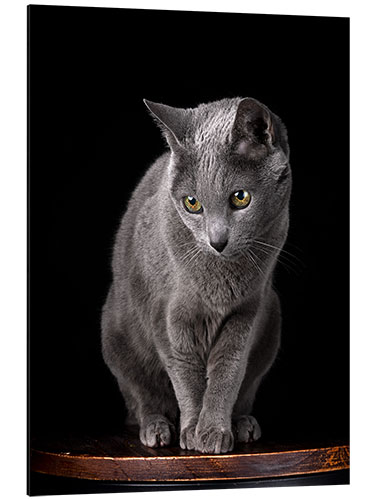 Cuadro de aluminio Russian blue curious