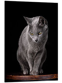 Aluminiumtavla Russian blue curious