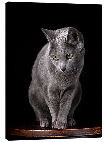 Lienzo Russian blue curious