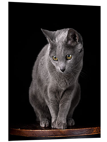 Foam board print Russian blue curious