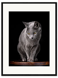 Inramat konsttryck Russian blue curious