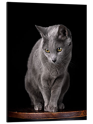 Gallery print Russian blue curious