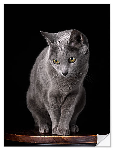 Selvklebende plakat Russian blue curious