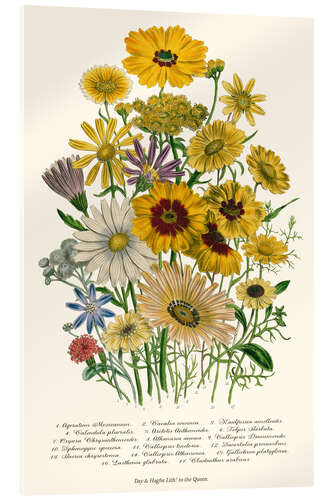 Acrylglasbild Gänseblümchen, aus "The Ladies' Flower Garden", 1842