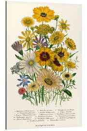 Aluminium print Daisies, from "The Ladies' Flower Garden', 1842