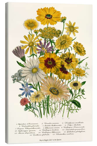 Canvastavla Daisies, from "The Ladies' Flower Garden', 1842