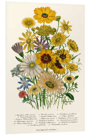 Foam board print Daisies, from "The Ladies' Flower Garden', 1842