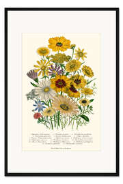 Gerahmter Kunstdruck Gänseblümchen, aus "The Ladies' Flower Garden", 1842