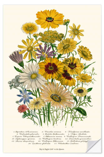 Selvklebende plakat Daisies, from "The Ladies' Flower Garden', 1842