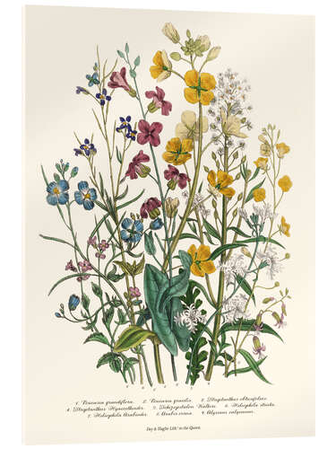 Acrylic print Forget-me-nots and Buttercups, 1842