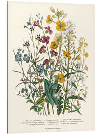 Aluminium print Forget-me-nots and Buttercups, 1842