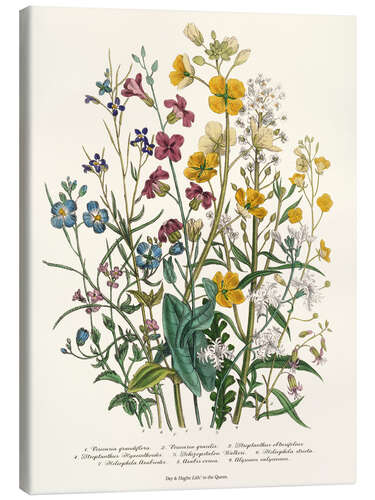 Stampa su tela Forget-me-nots and Buttercups, 1842