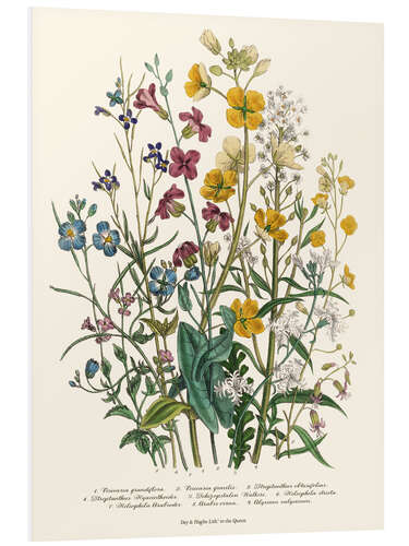 Foam board print Forget-me-nots and Buttercups, 1842