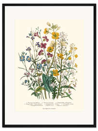 Gerahmter Kunstdruck Vergissmeinnicht und Hahnenfuß, 1842