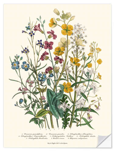 Vinilo para la pared Forget-me-nots and Buttercups, 1842