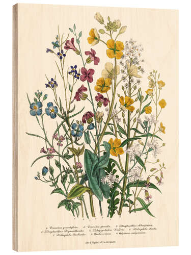 Wood print Forget-me-nots and Buttercups, 1842