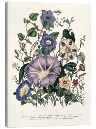 Stampa su tela Bindweed, from 'The Ladies' Flower Garden', 1842