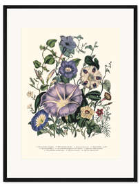 Gerahmter Kunstdruck Bindekraut, aus 'The Ladies' Flower Garden', 1842