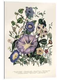 Gallery print Bindweed, from &#039;The Ladies&#039; Flower Garden&#039;, 1842