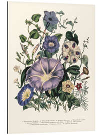 Magnettafel Bindekraut, aus 'The Ladies' Flower Garden', 1842