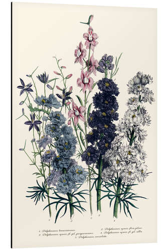 Alumiinitaulu Delphiniums, from 'The Ladies' Flower Garden', 1842