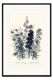 Gerahmter Kunstdruck Rittersporn, aus "The Ladies' Flower Garden", 1842