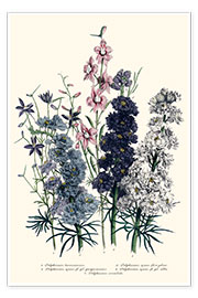 Póster Delphiniums, from 'The Ladies' Flower Garden', 1842