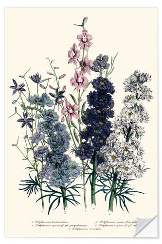 Wall sticker Delphiniums, from 'The Ladies' Flower Garden', 1842