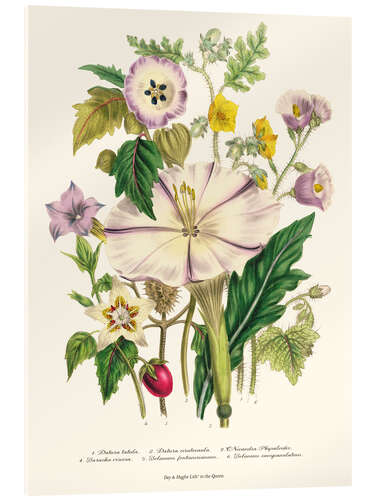 Acrylglasbild Teufelstrompete, aus "The Ladies' Flower Garden", 1842