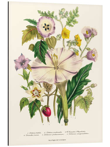 Aluminium print Devil's Trumpet, from "The Ladies' Flower Garden",1842