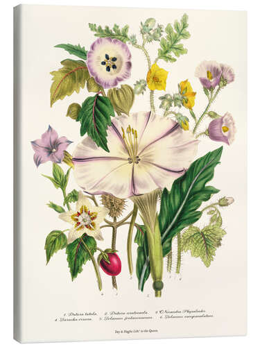 Leinwandbild Teufelstrompete, aus "The Ladies' Flower Garden", 1842