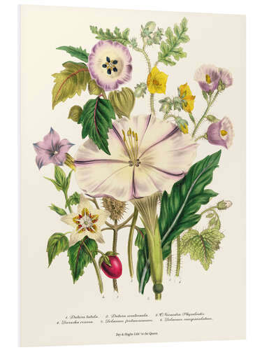 Hartschaumbild Teufelstrompete, aus "The Ladies' Flower Garden", 1842