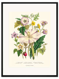 Gerahmter Kunstdruck Teufelstrompete, aus "The Ladies' Flower Garden", 1842