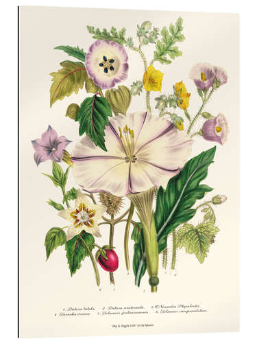 Gallery print Devil's Trumpet, from "The Ladies' Flower Garden",1842