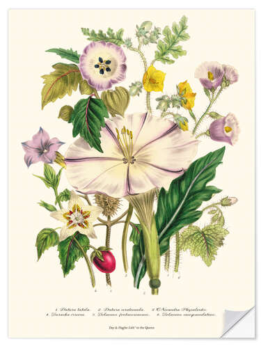 Selvklebende plakat Devil's Trumpet, from "The Ladies' Flower Garden",1842