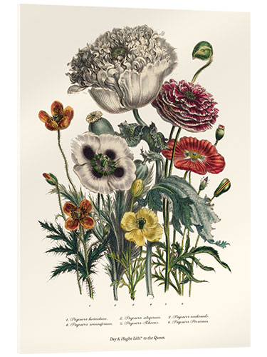 Obraz na szkle akrylowym Poppies, from "The Ladies' Flower Garden", 1842