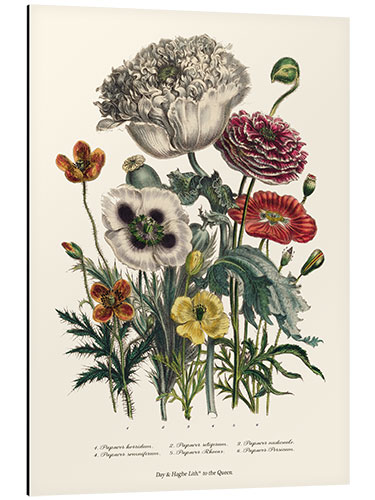 Quadro em alumínio Poppies, from "The Ladies' Flower Garden", 1842