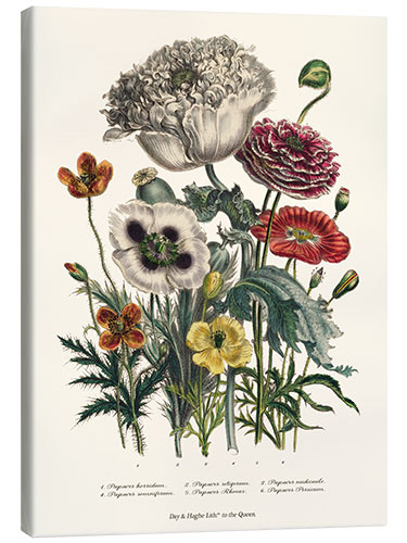 Canvas print Poppies, from "The Ladies' Flower Garden", 1842