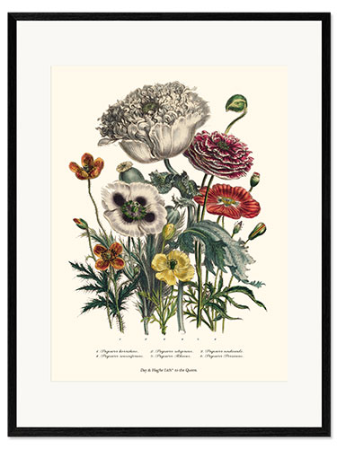 Plakat artystyczny premium w ramie Poppies, from "The Ladies' Flower Garden", 1842