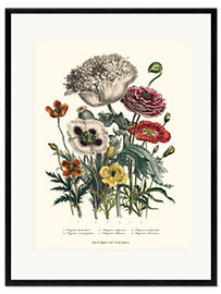 Plakat artystyczny premium w ramie Poppies, from "The Ladies' Flower Garden", 1842