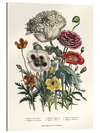 Gallery print Poppies, from &quot;The Ladies&#039; Flower Garden&quot;, 1842